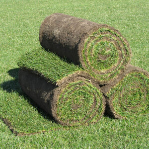 Sport-und-Spielrasen